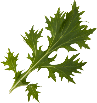 Green Mizuna