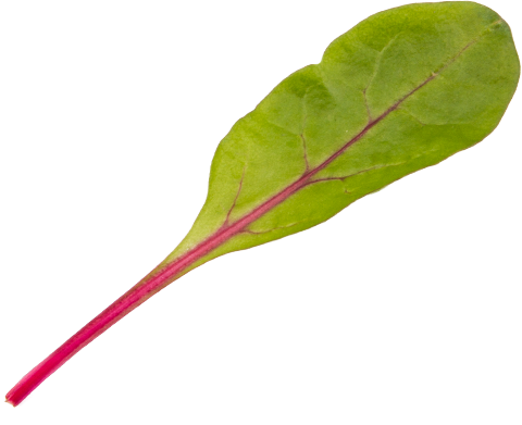 Red Chard