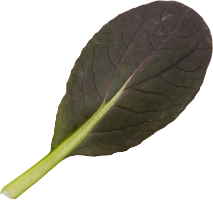 Red Pak Choi