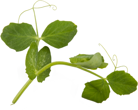 Pea shoots
