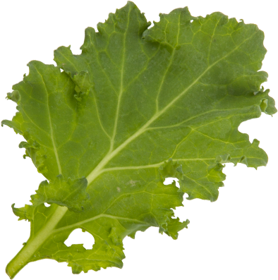 Baby green kale