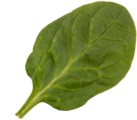 Baby spinach