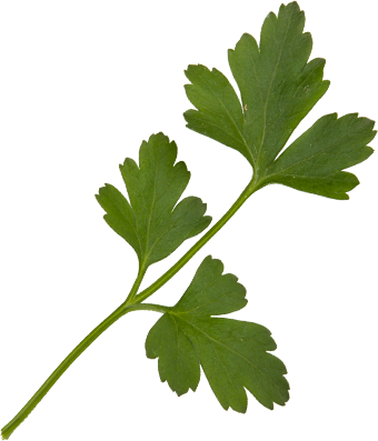 Flat parsley, baby