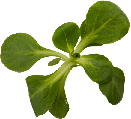 Lamb's lettuce