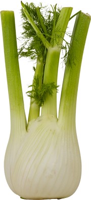 Fennel