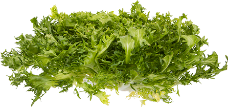 Frisée, Endive