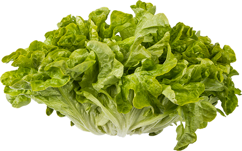 Green Oakleaf