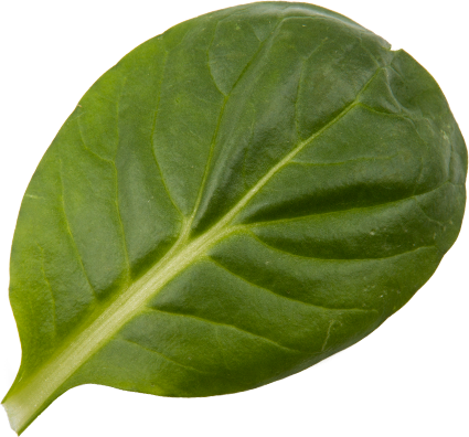Grüner Tatsoi