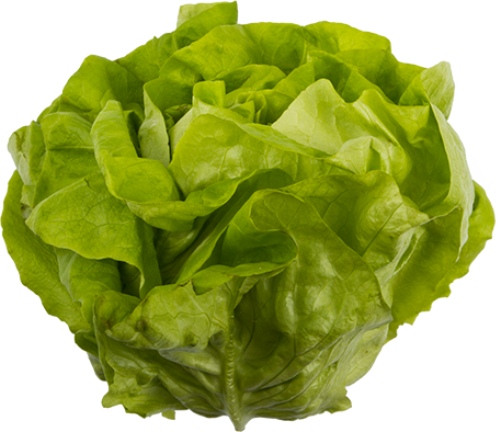 Kopfsalat