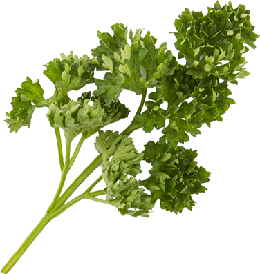 Curly parsley, baby