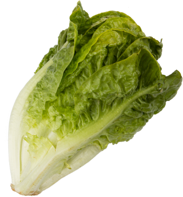 Mini romaine