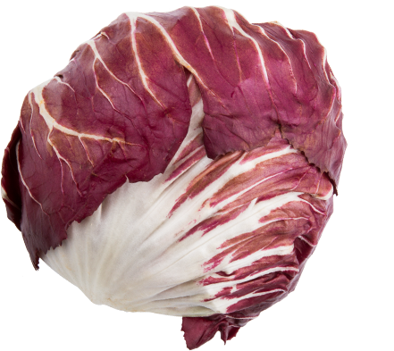 Radicchio Chioggia