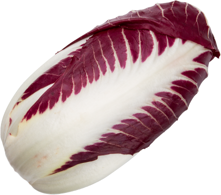 Radicchio Treviso