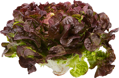 Red Oakleaf