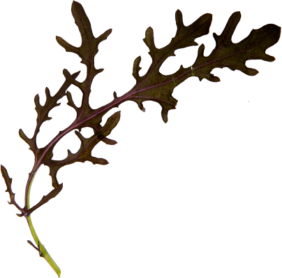 Roter Mizuna