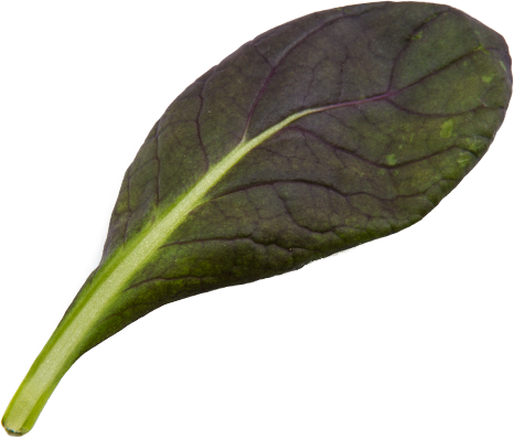 Roter Tatsoi