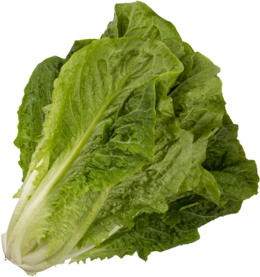 Romaine
