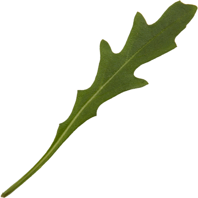Rucola