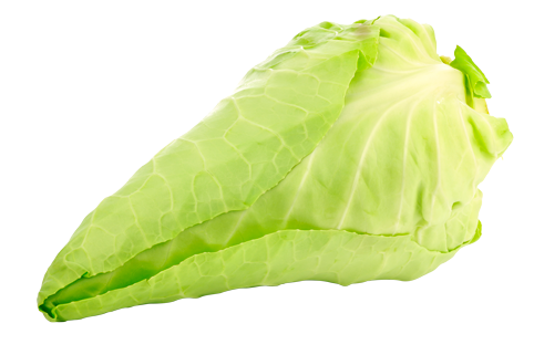 Pointed cabbage