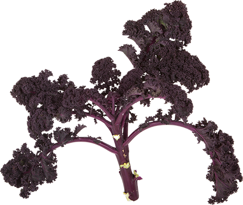 Red kale